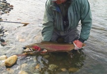 Jeff Layton 's Fly-fishing Catch of a Steelhead – Fly dreamers 