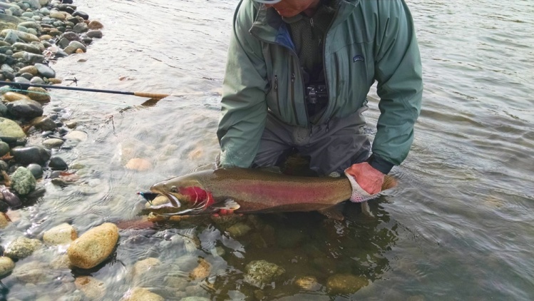 Winter Steelhead caught on a Moal Leech