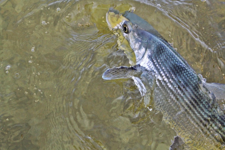 Bonefish close up in Cozumel, Mexico. www.pescacozumel.com