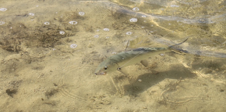 Pesca con mosca en la Isla de Cozumel
www.pescacozumel.com