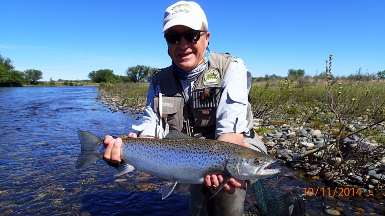 Marrón Plateada del Limay Medio