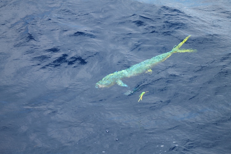 Mahi Mahi en el offshore 
www.pescacozumel.com