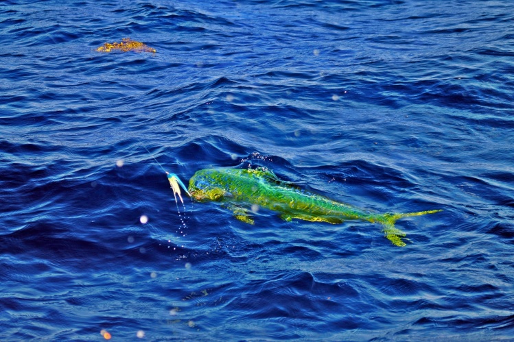 Fishing a Bull Dorado in Cozumel, Mexico. www.pescacozumel.com