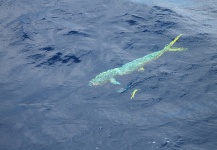  Foto de Pesca con Mosca de Dorado (Mahi Mahi) compartida por Alfredo Mimenza | Fly dreamers