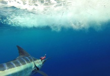  Fotografía de Pesca con Mosca de Marlin Azul por Alfredo Mimenza – Fly dreamers