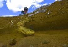  Fotografía de Pesca con Mosca de Sea-Trout (Trucha Marrón Anádroma) por Sam Carlisle – Fly dreamers 