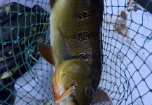  Imagen de Pesca con Mosca de Tucunare - Pavón compartida por Emerson Bermudez – Fly dreamers