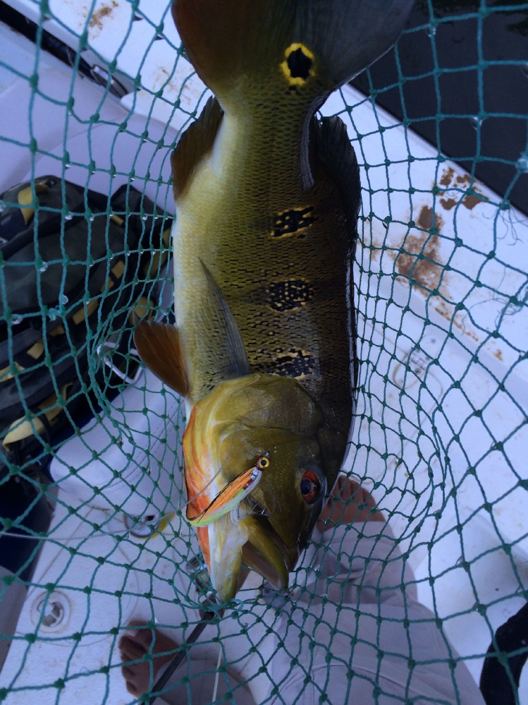 Peacock Bass o Pavon , 5 lbs de peso, pescado en el río Parguasa, Venezuela