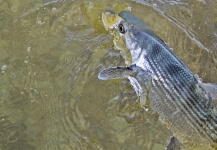Alfredo Mimenza 's Fly-fishing Catch of a Bonefish – Fly dreamers 