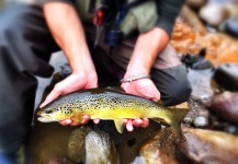 Fly-fishing Image of Brown trout shared by Michele Belvisi – Fly dreamers
