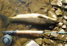  Fotografía de Pesca con Mosca de Barbo por LUIS SÁNCHEZ ANAYA – Fly dreamers 