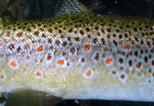  Fotografía de Pesca con Mosca de Trucha marrón compartida por Andy  Sutherland  – Fly dreamers