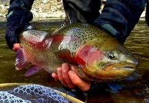 Brett Macalady 's Fly-fishing Pic of a Rainbow trout – Fly dreamers 