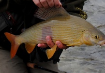 Fly-fishing Photo of Grayling shared by Gasper Konkolic – Fly dreamers 