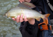 Gasper Konkolic 's Fly-fishing Photo of a Grayling – Fly dreamers 