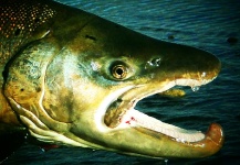  Foto de Pesca con Mosca de Sea-Trout (Trucha Marrón Anádroma) por Marcos Hlace – Fly dreamers 