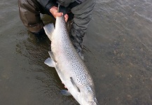  Fotografía de Pesca con Mosca de Sea-Trout (Trucha Marrón Anádroma) por Marcos Hlace – Fly dreamers 