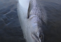  Genial Situación de Pesca con Mosca de Sea-Trout (Trucha Marrón Anádroma) – Por Marcos Hlace en Fly dreamers