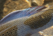 Andreas Vendler 's Fly-fishing Photo of a Grayling – Fly dreamers 