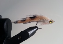 Fly for Spotted Seatrout shared by Troels KB – Fly dreamers 