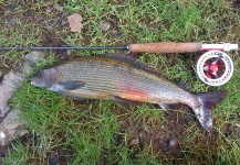 Nemanja Colic 's Fly-fishing Pic of a Thymallus thymallus – Fly dreamers 