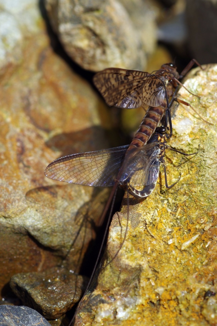 2 different species of mayflies mating March 2015, Japan Male - ナミヒラタカゲロウ[Epeorus ikanonis] Female(Dun) -マエグロヒメフタオカゲロウ[Ameletus costalis]﻿