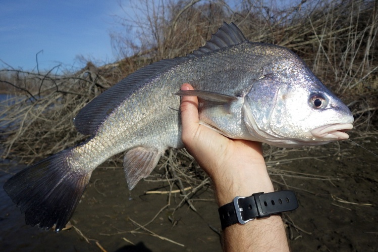 I caught this freshwater drum while fishing the lower reaches of the Missouri River, It is not commonly thought of as a sport fish, especially on the fly, but they are a blast to catch!