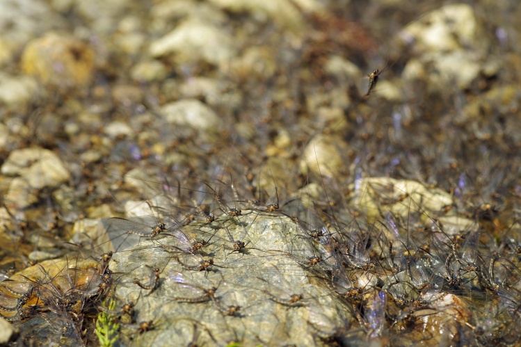 Male Mayflies Waiting for females
March 2015, Japan
ナミヒラタカゲロウ[Epeorus ikanonis]
Almost all mayflies in this photo are male.
I often watched some male mayflies were trying to mate with even male mayflies really. ﻿