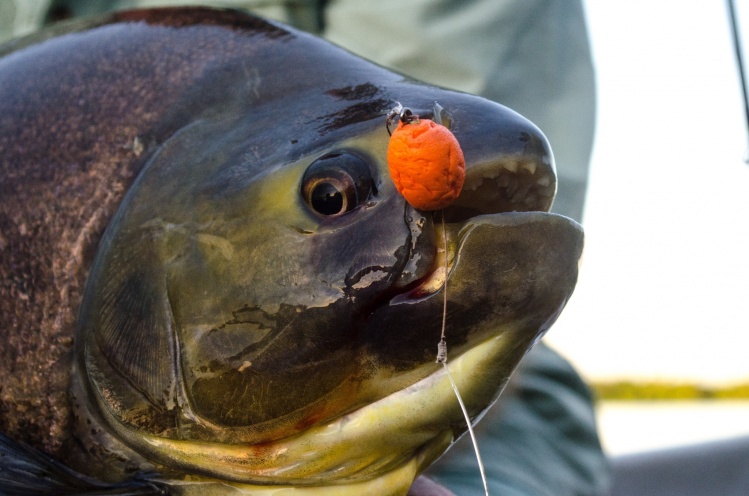 Pacú. Alto Parana. Sin dudas la pesca mas picante que hay en el Alto Parana. Que pescado que te da todo y te puede dejar sin nada al mismo tiempo.