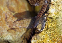 Bo Rovan 's Fly-fishing Entomology Image – Fly dreamers 