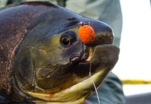 Fly-fishing Image of Pacu shared by Alfonso Aragon – Fly dreamers