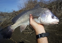 Great Fly-fishing Situation of Freshwater Drum shared by Ben Stahlschmidt 