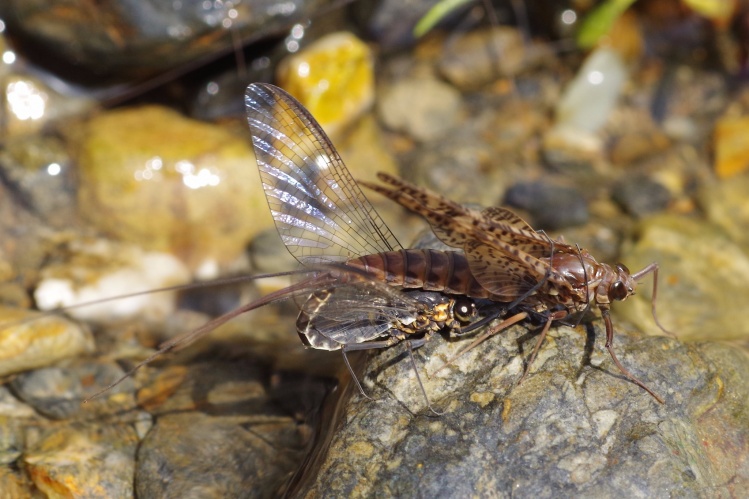 2 different species of mayflies mating
March 2015, Japan
Male  - ナミヒラタカゲロウ[Epeorus ikanonis]
Female(Dun)  -マエグロヒメフタオカゲロウ[Ameletus costalis]﻿