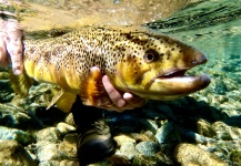 Cerramos nuestra temporada de truchas en Patagonia/ End of our trout season in Patagonia
