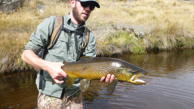 Big fish............small water! Good sized wild Brown Trout, from a spring creek off the beaten track.