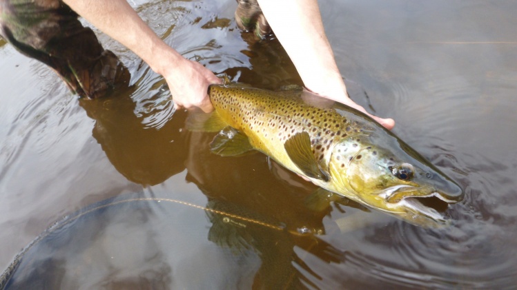 Big fish............small water! Good sized wild Brown Trout, from a spring creek off the beaten track.