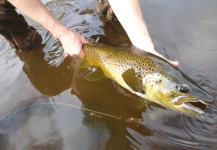 Jeremy Treweek 's Fly-fishing Image of a Brown trout – Fly dreamers 