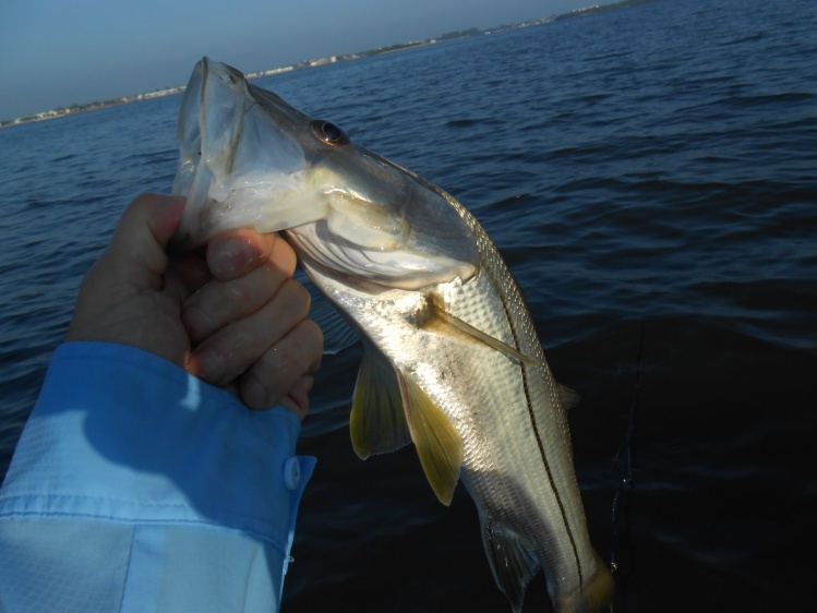 ...in a last cast of the morn situation this 22" snook made me a very happy fellow,,,,,lil bruiser...thought he was 32"  