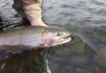  Foto de Pesca con Mosca de Steelhead por Nate Bailey – Fly dreamers 