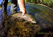 Fly-fishing Pic of Rainbow trout shared by Esteban Urban – Fly dreamers 