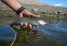 Rio Dorado Lodge 's Fly-fishing Catch of a Pejerrey – Fly dreamers 