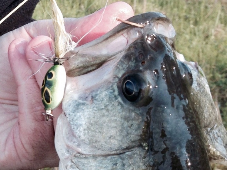 Came up with a design that incorporates a propeller on the front and deer hair. I fished several different ways and found that the bass were agreesive when fishing it fast! I caught 18 fish today!