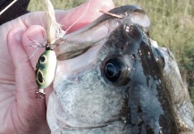 Fly-tying for Largemouth Bass - Photo by Joe Rowe – Fly dreamers 