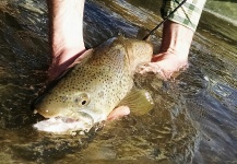 Troy Bccs 's Fly-fishing Photo of a Brown trout – Fly dreamers 