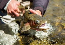  Fotografía de Pesca con Mosca de Trucha arcoiris compartida por Guadita Y Walterio – Fly dreamers