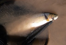 Fly-fishing Image of Cutthroat shared by James Savstrom – Fly dreamers