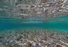 Fly-fishing Pic of Needlefish shared by Alfredo Mimenza – Fly dreamers 