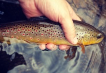 Fly-fishing Picture of Brown trout shared by Elusive  Fly Fishing – Fly dreamers