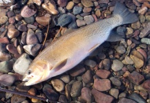 James Savstrom 's Fly-fishing Pic of a Cutthroat – Fly dreamers 