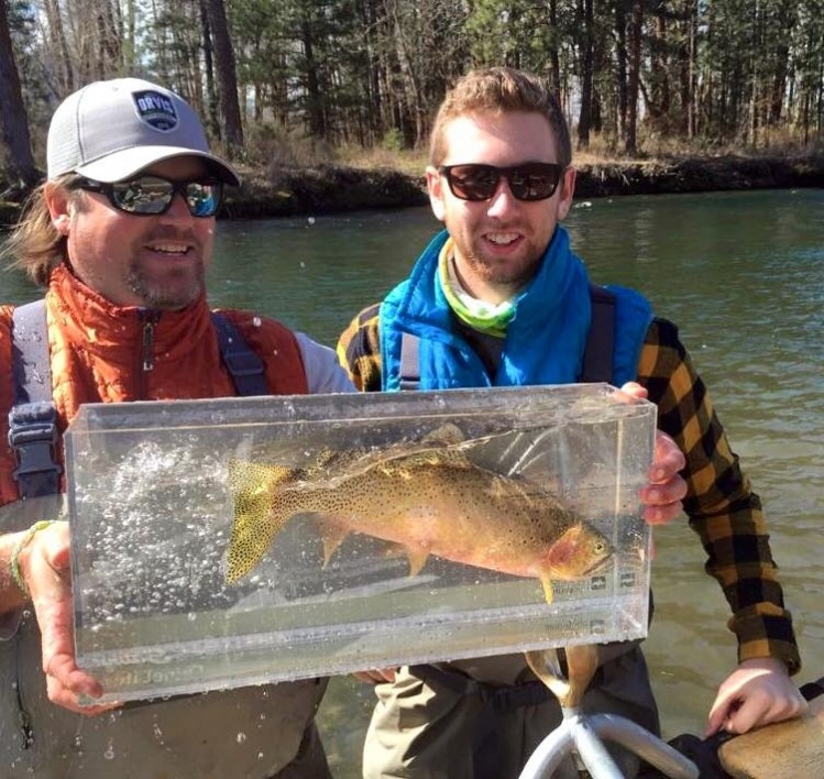 Yakima River Westslope Cutthroat, displayed in a Photarium from Wild Fish Conservancy. 